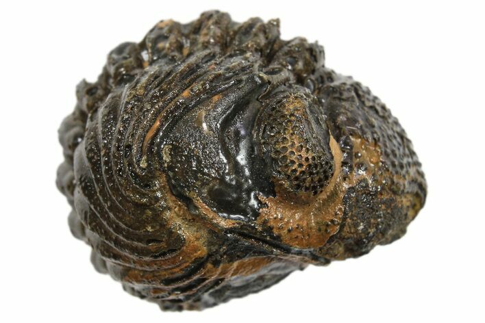 Wide Enrolled Morocops Trilobite - Morocco #296610